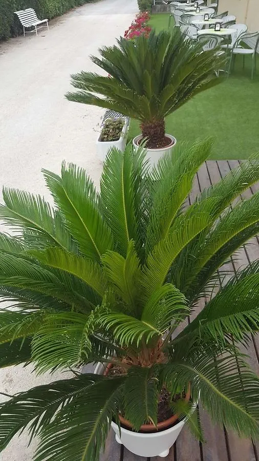 Hotel Villa Cesira Bellaria-Igea Marina